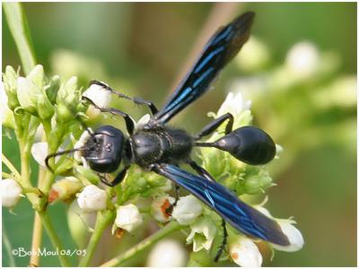 Great Black Wasp