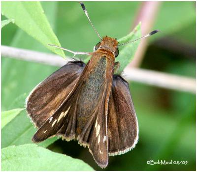 Little Glassy Wing