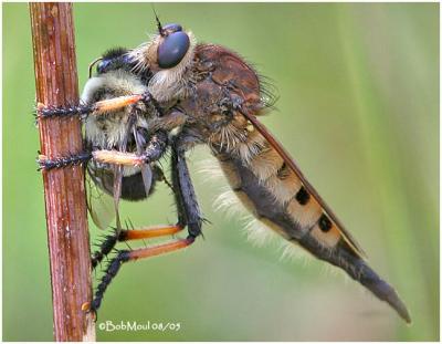Red-footed Cannibalfly-Female