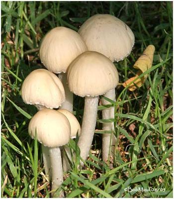 Fungi15