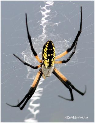 Black and Yellow Garden Spider