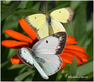 Clouded Sulphur-Female and Male