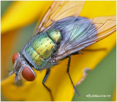 Blow Fly-Female