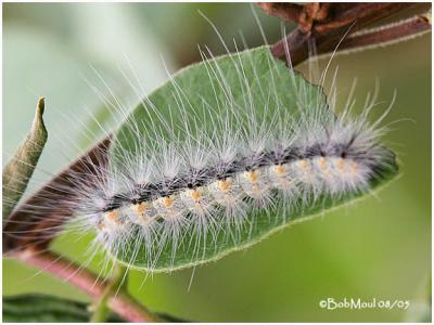 Fall Webworm Moth Caterpillar Hyphantria cunea #8140