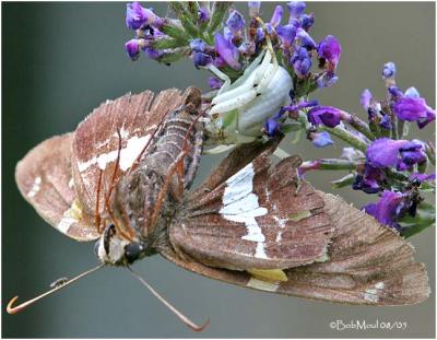 Crab Spider with Prey