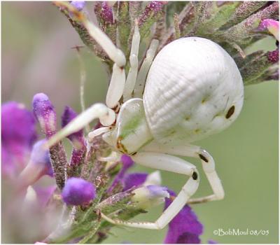  Whitebanded Crab Spider