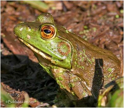 Bull Frog-Female