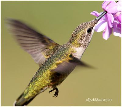 Ruby Throated Hummingbird-Immature Male