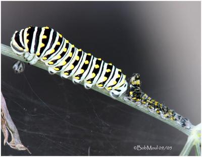 Black Swallowtail Cat-3nd instar