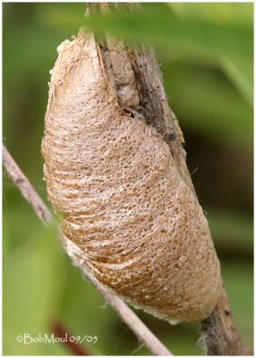 Mantis Nest