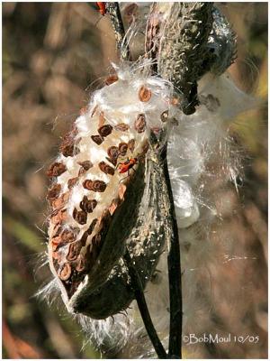 Common Milkweed Pod