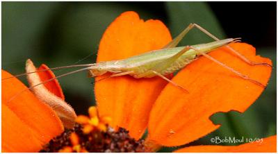 Tree Cricket-Female