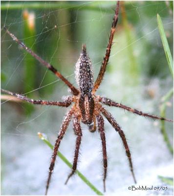 Funnel Web Spider-Male