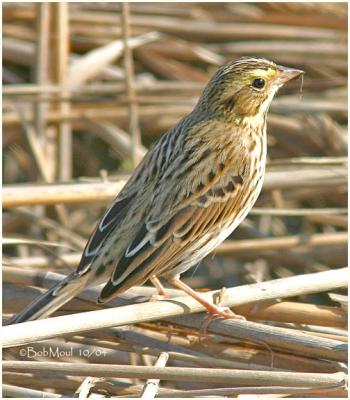 Savannah Sparrow S.SP.