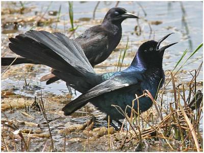 Boat Tailed Grackle-Male  Displaying
