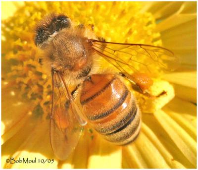 Honey Bee - Worker