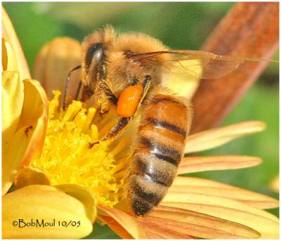 Honey Bee - Worker