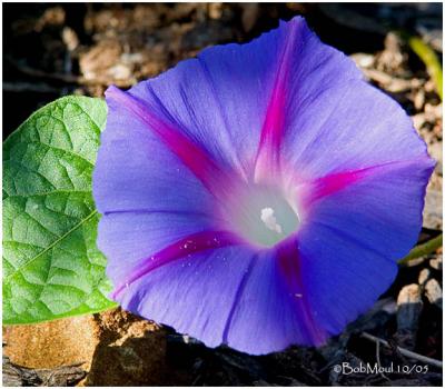 BLUE WILDFLOWERS