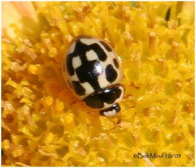 Fourteen Spotted Lady Beetle