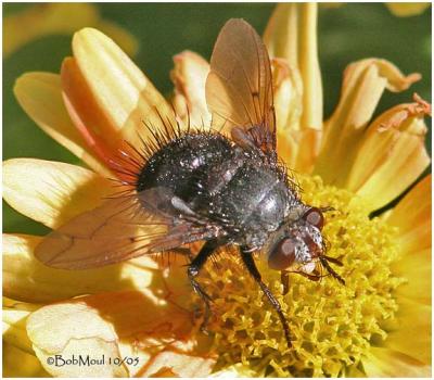 Tachinid Fly - Female