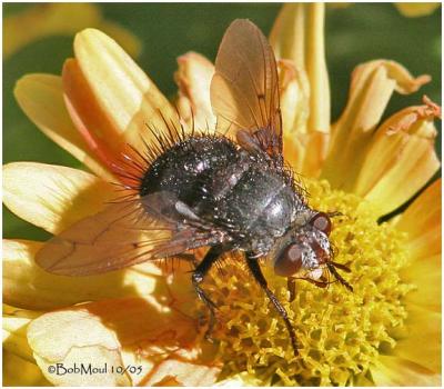 Tachinid Fly - Female