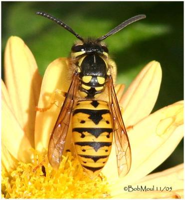 German Yellow Jacket-Female