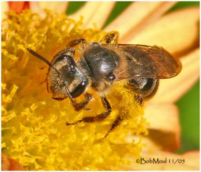 Sweat Bee-Female