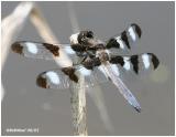 Twelve-Spotted Skimmer-Male