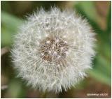 Common Dandelion-Seed Head