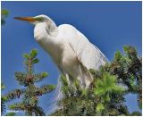 Great Egret