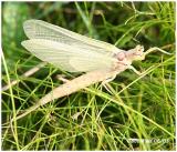 Mayfly-Family Ephemeridae