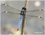 Spangled Skimmer-Male