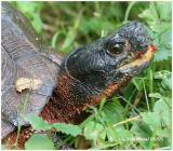 Wood Turtle