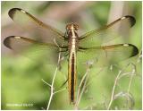 Spangled Skimmer Female