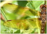 Eastern Amberwing Male