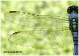 Eastern Pondhawk Male