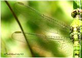 Eastern Pondhawk Female