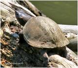 Common Musk Turtle