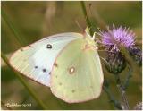 Clouded/Orange Sulphur-White Form