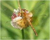 Band-winged Meadowhawk - Female