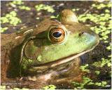 Bull frog-Male