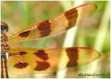 Halloween Pennant Male