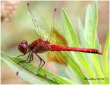 Band-winged Meadowhawk-Male