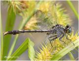 Unicorn Clubtail-Male