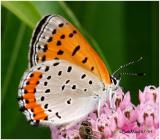Bronze Copper - Female