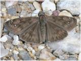 Horaces Duskywing-Male