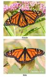 <h5><big>Monarchs Male/Female<br></big><em>Danaus plexippus</h5></em>
