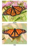 Monarchs Male/FemaleDanaus plexippus