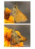 sachem skipper sachem skipper