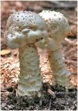 Fungi1